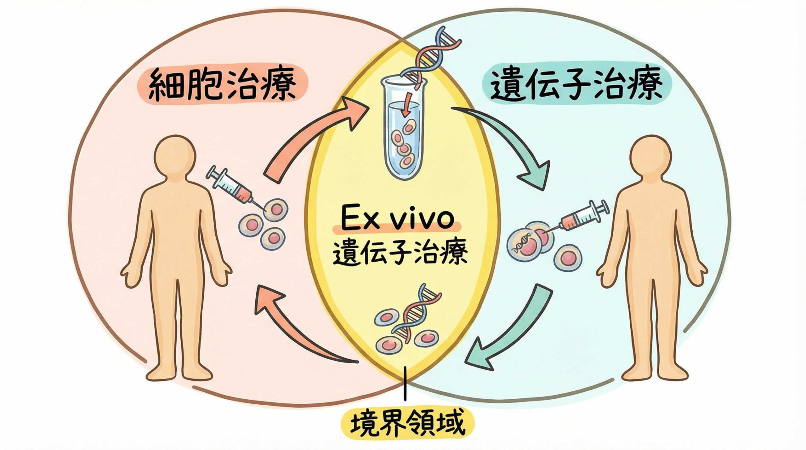 Ex vivo遺伝子治療（遺伝子導入細胞治療）の取り扱いと境界領域