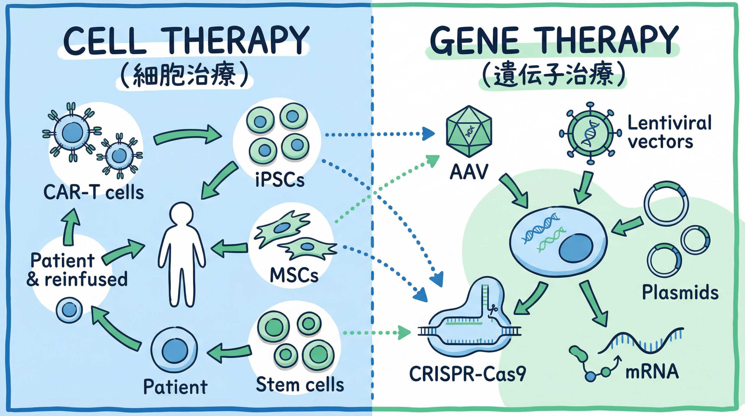 モダリティ別に見る細胞治療と遺伝子治療の具体的な分類