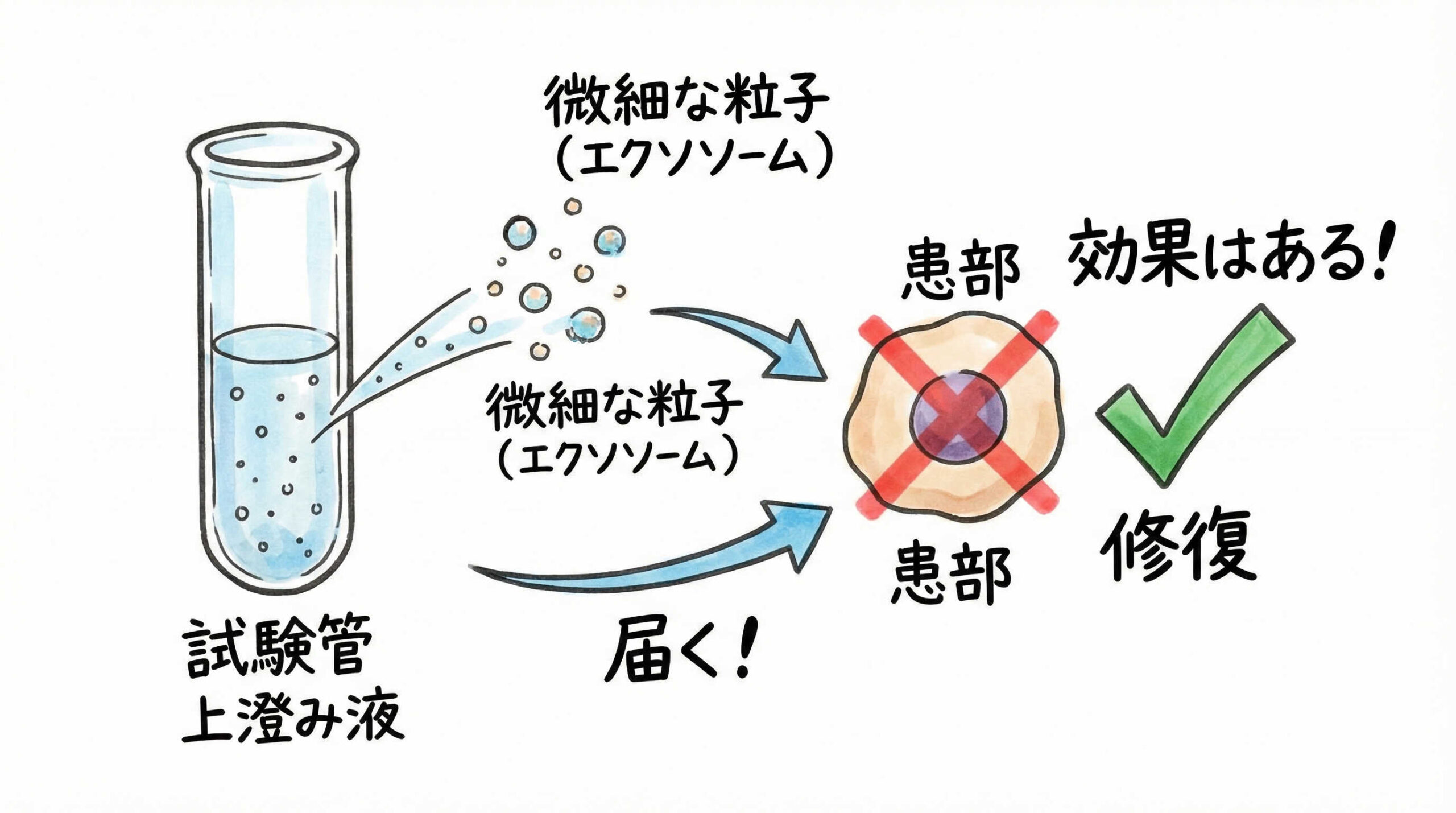 幹細胞培養上清液（エクソソーム）に関する研究とエビデンス