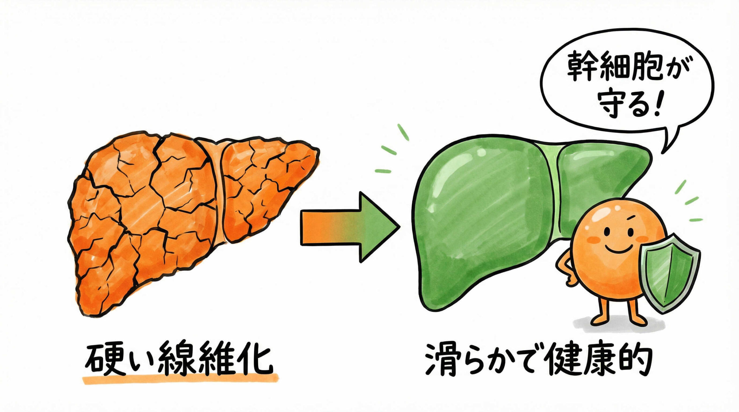 消化器・肝臓領域における有効性エビデンス