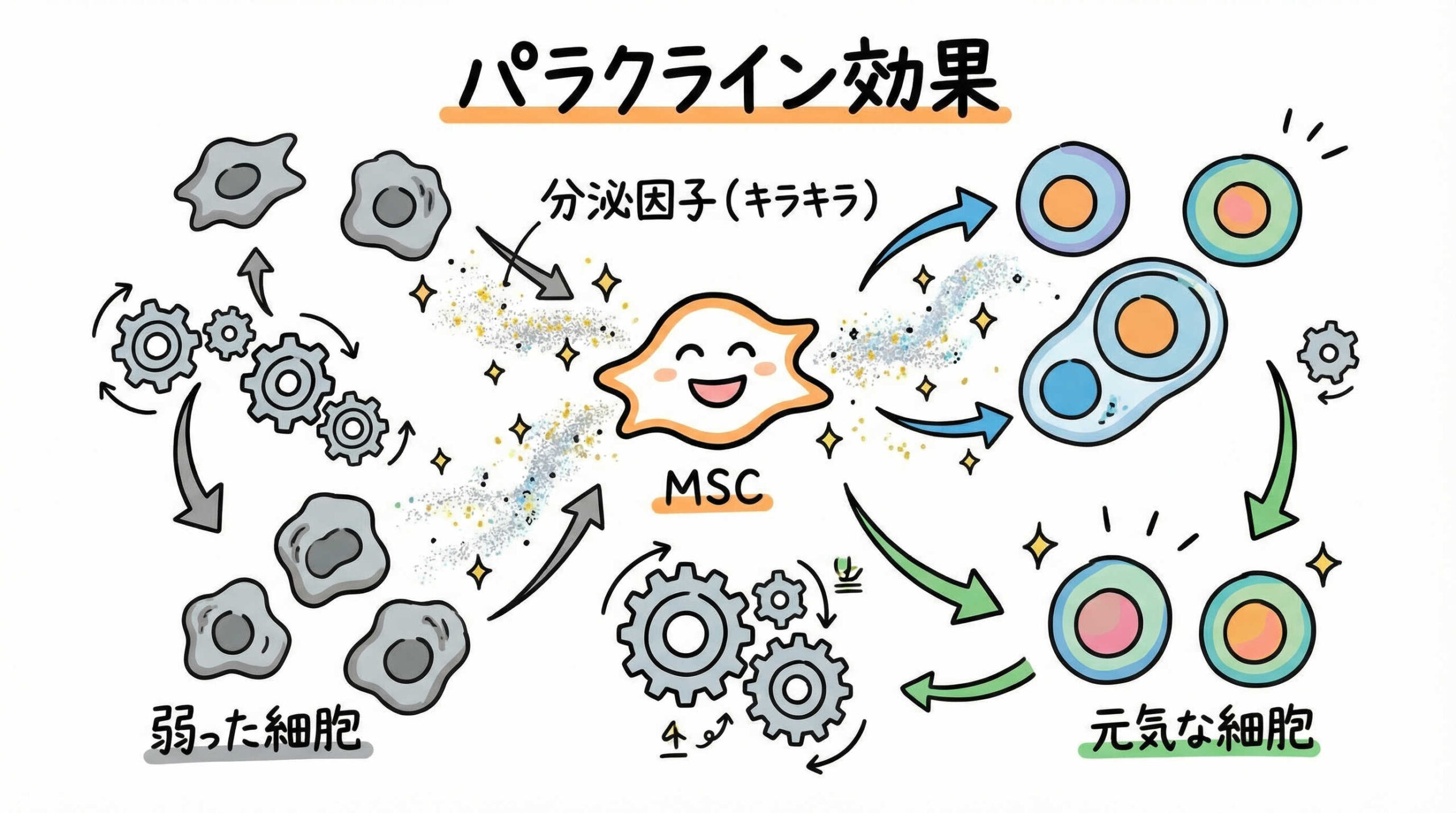 臨床効果を支えるMSCの生物学的特性と詳細な作用機序